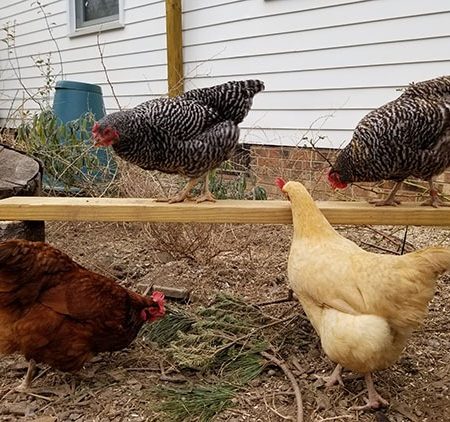 Carolina Coops blog - give your chickens extra places to roost and climb in the winter