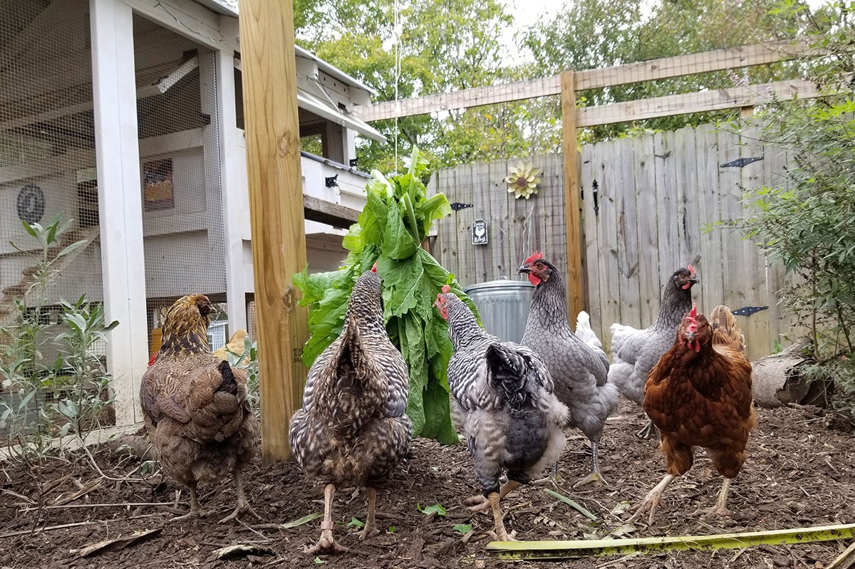 Carolina Coops blog - hanging greens as a boredom buster for your backyard chickens