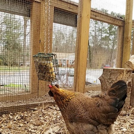 Carolina Coops blog- suet cakes and flock blocks as bordedom busters for chickens