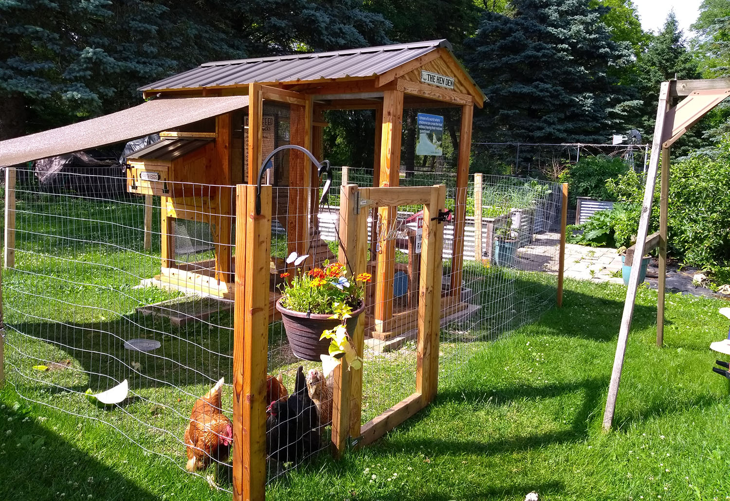 Chickens enjoying their 4’x9′ California Coop in West Bend, WI
