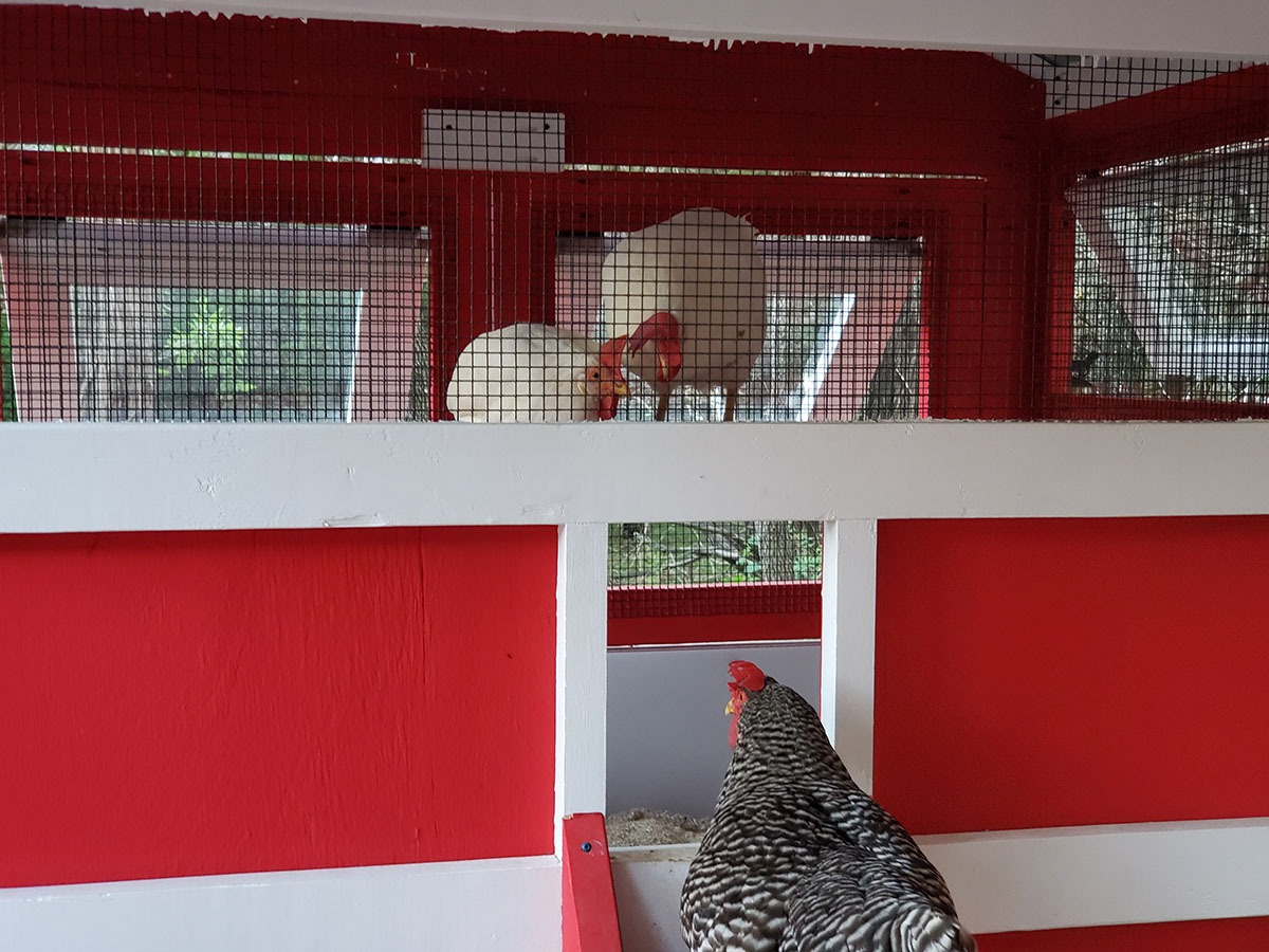 Chickens going up to roost in a 6’x18′ American Coop painted red with white trim