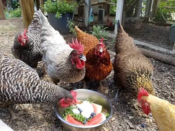 Carolina Coops blog - Dealing with losing a chicken-chickens enjoying yogurt and watermelon