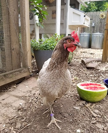 Carolina Coops blog - Dealing with losing a chicken