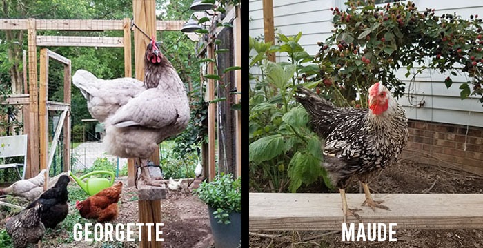 Carolina Coops blog - Dealing with the loss of my chickens - Georgette and Maude