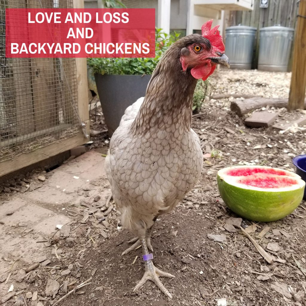 BLOG- love and loss and backyard chickens
