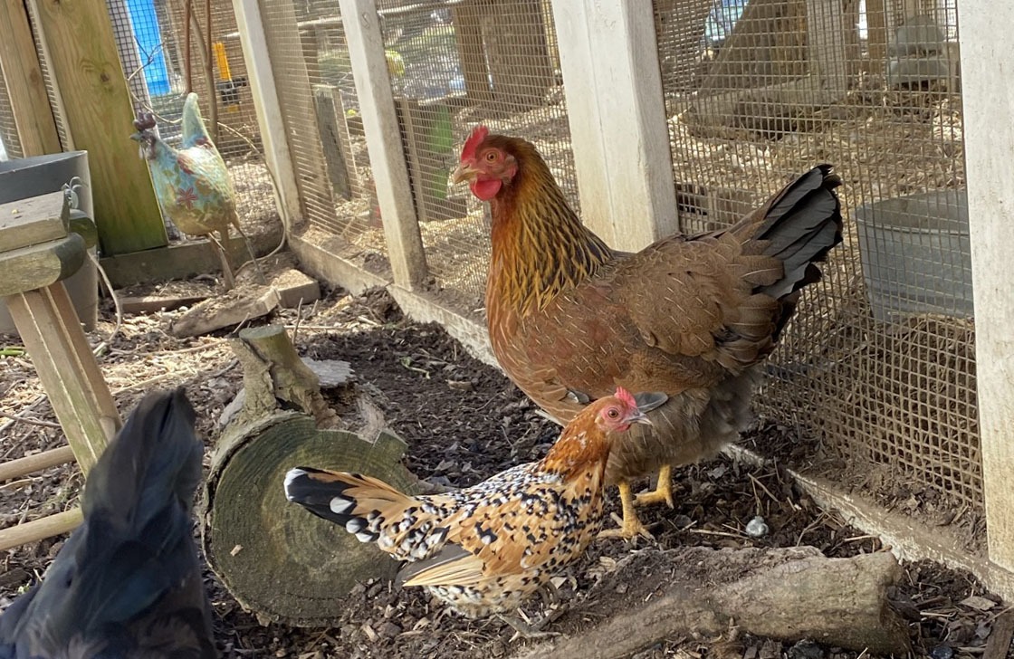 Carolina Coops - adding new chickens to your flock - Suzy the welsummer and Midge the bantam