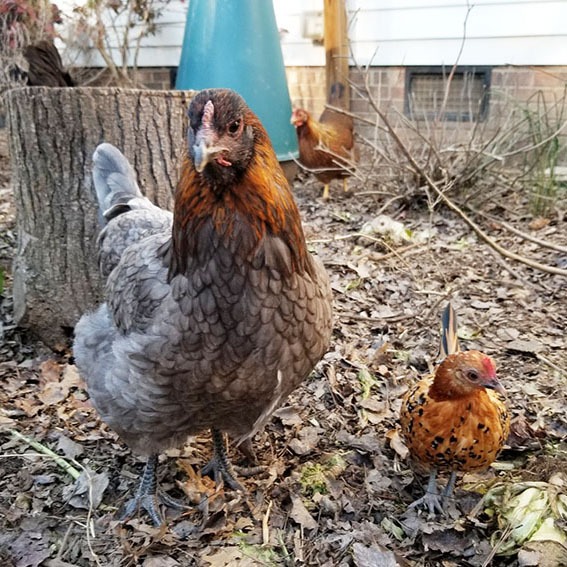 Carolina Coops - integrating new chickens into an existing flock -featured image