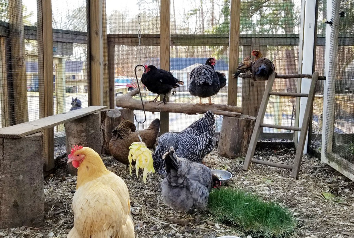Carolina Coops - new chickens become fully integrated into the flock
