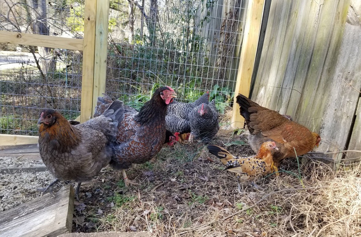 Carolina Coops - the 4 new chickens out with the rest of the flock