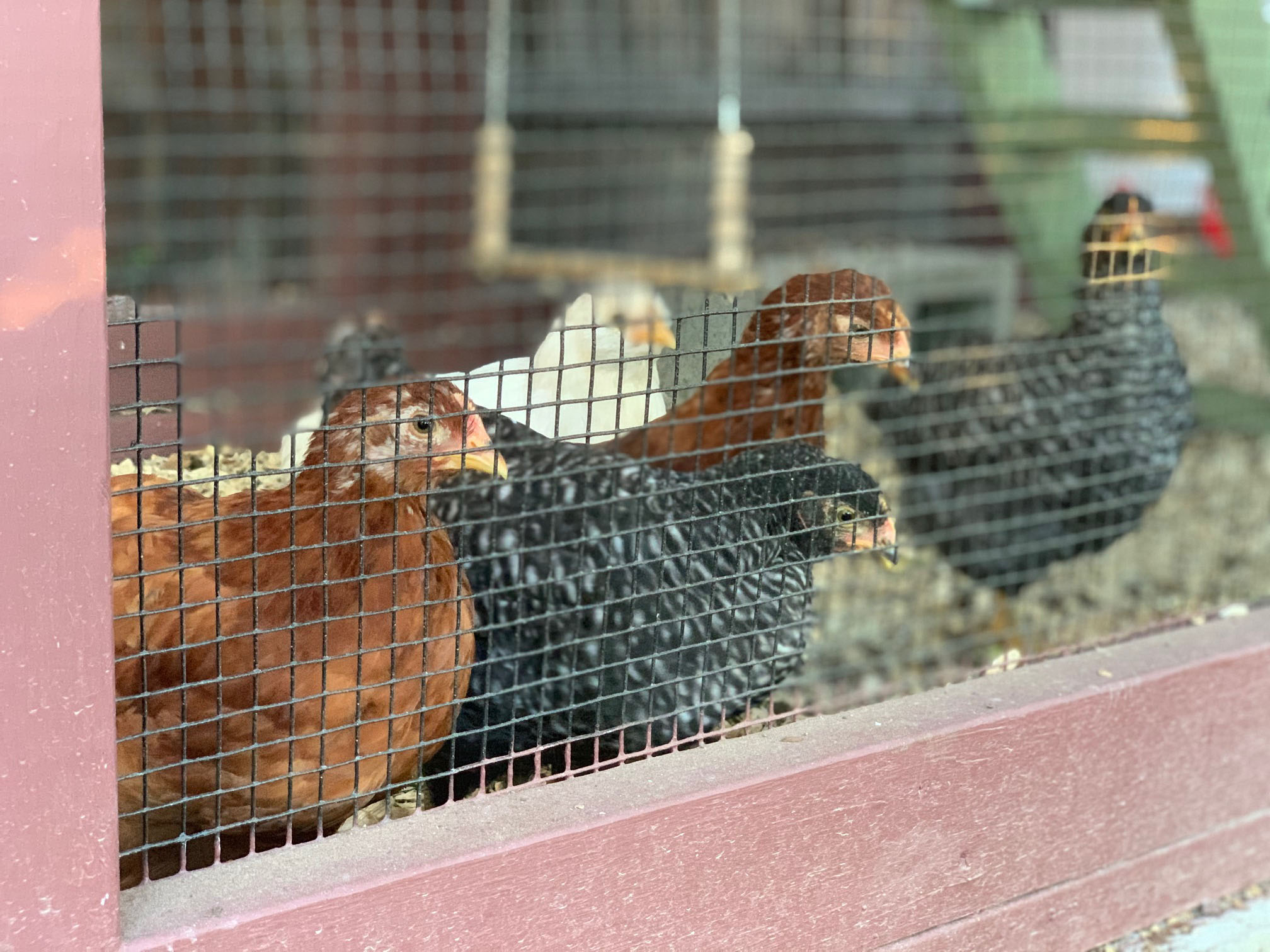 California Coop in Oakland California – close up of pullets