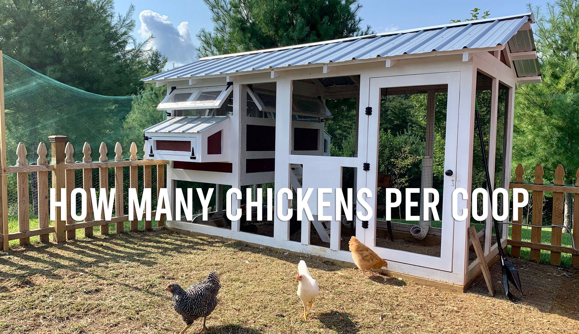 how to determine how many chickens per coop