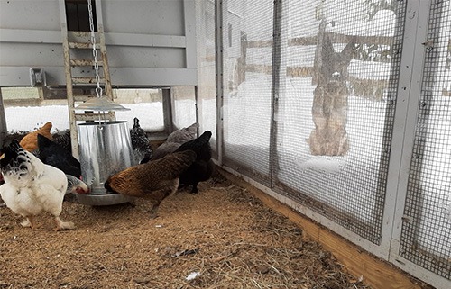 chicken coop winter storm shields