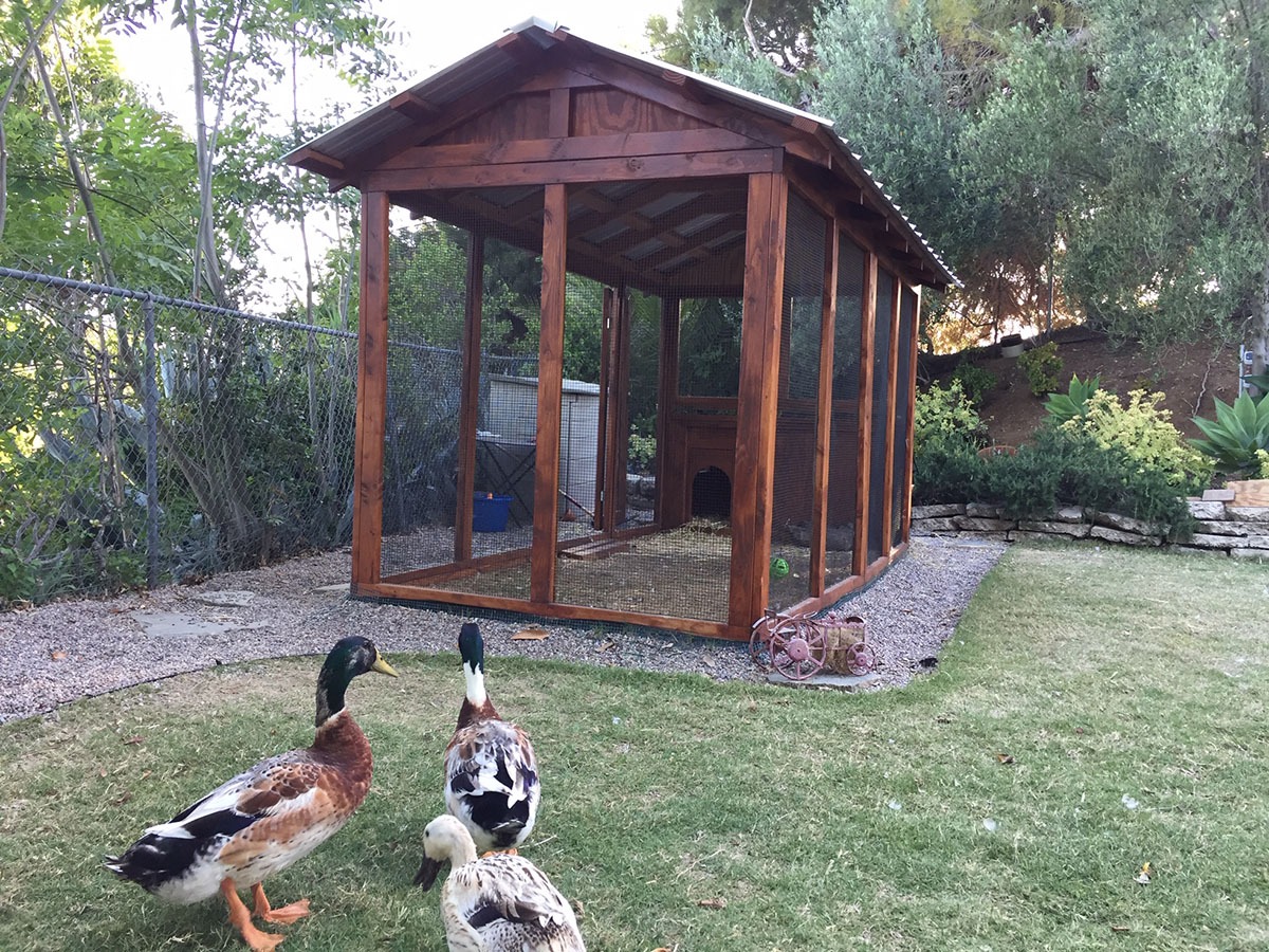 6×12 American Duck Coop in California