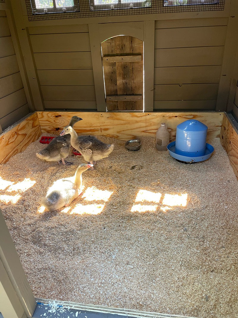 Inside of custom Goose House in Alabama with clapboard siding and hand split cedar shingle roof