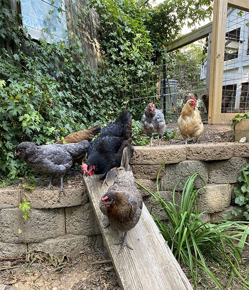 Carolina Coops - Integrating new chickens into your flock with these tips and tricks