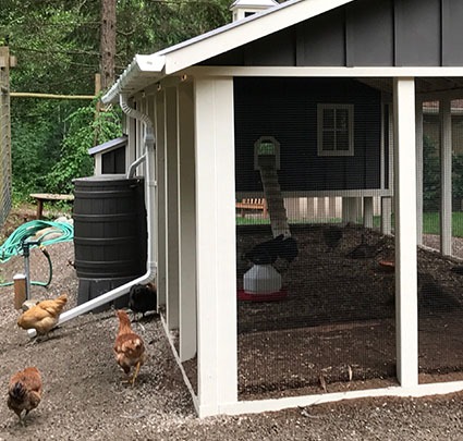 Carolina Coops automatic poultry water system with rain barrel