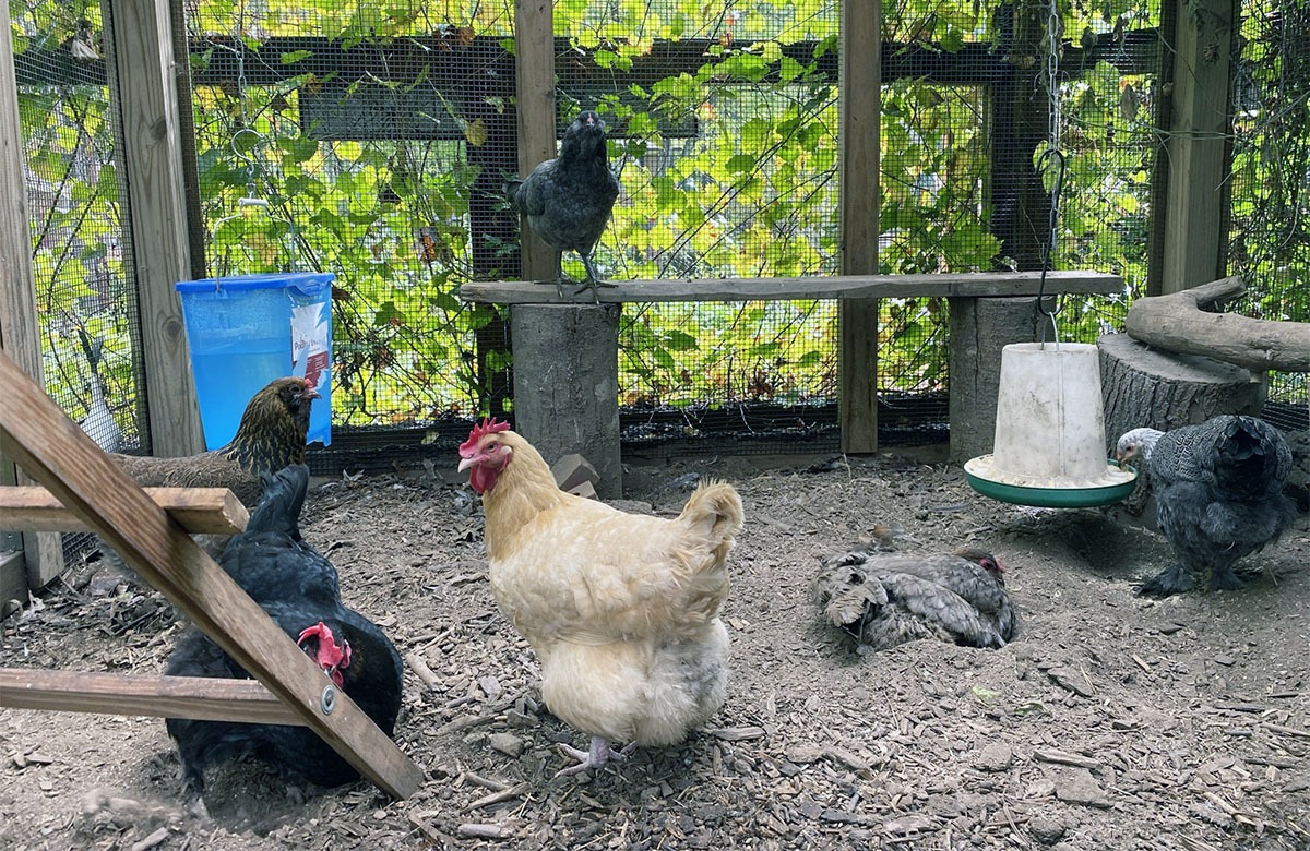 Carolina Coops blog- new chickens integrate into existing flock