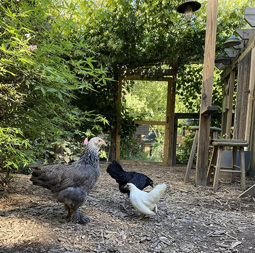 Carolina Coops blog- tips for integrating new chickens of all sizes into your flock