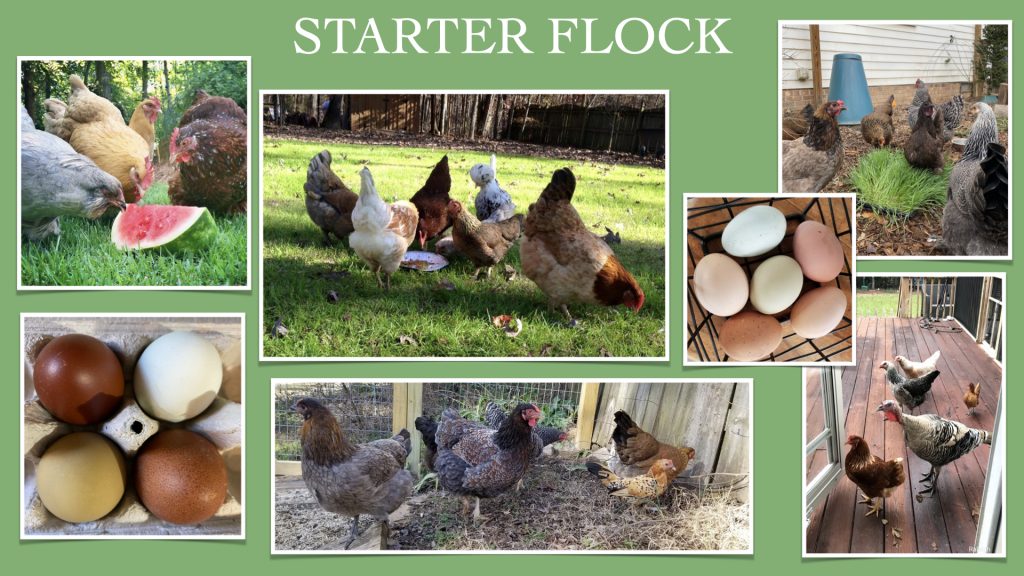 Top 10+ Picks for Backyard Chicken Starter Flock