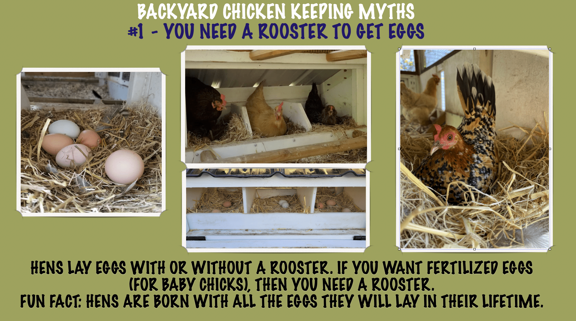 TOP 10 BACKYARD CHICKEN KEEPING MYTHS-#1