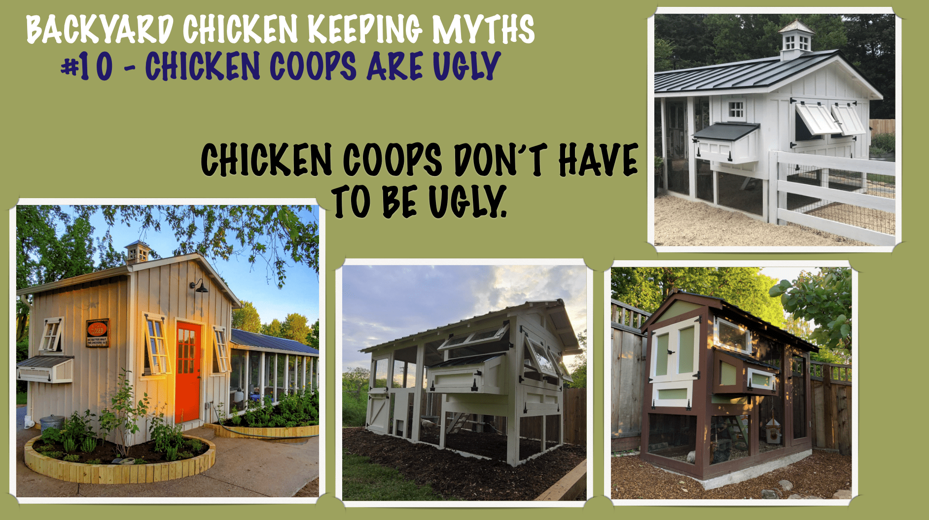 TOP 10 BACKYARD CHICKEN KEEPING MYTHS-#10