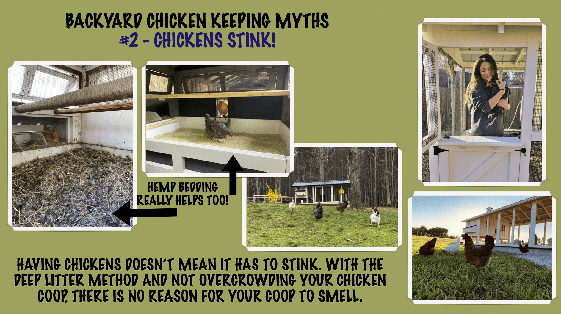 TOP 10 BACKYARD CHICKEN KEEPING MYTHS-#2