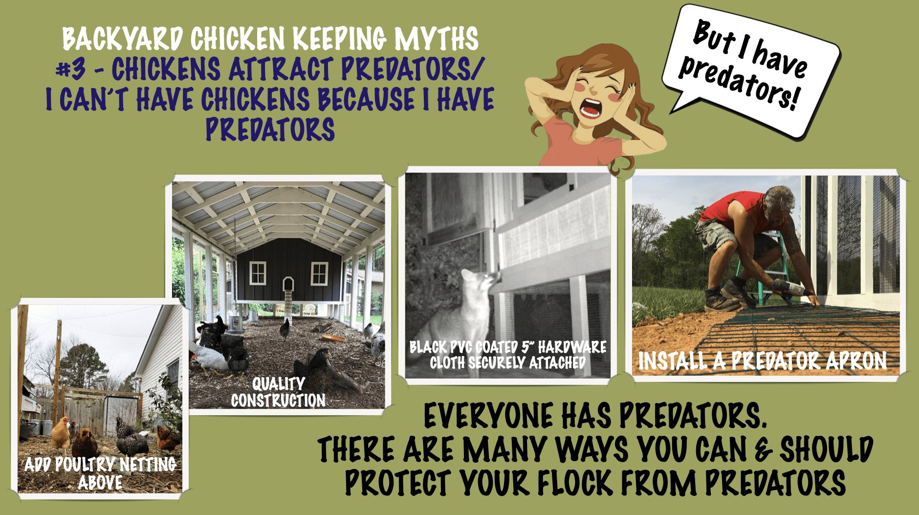 TOP 10 BACKYARD CHICKEN KEEPING MYTHS-#3