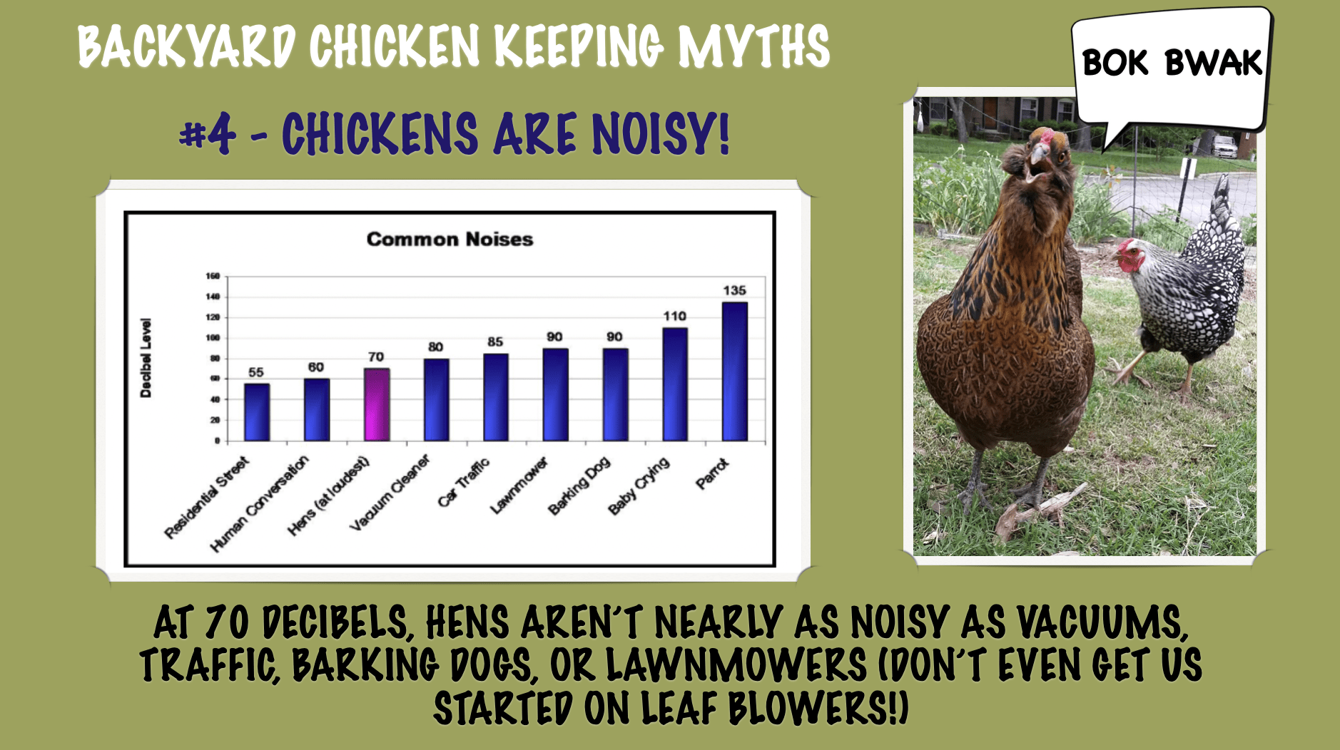 TOP 10 BACKYARD CHICKEN KEEPING MYTHS-#4