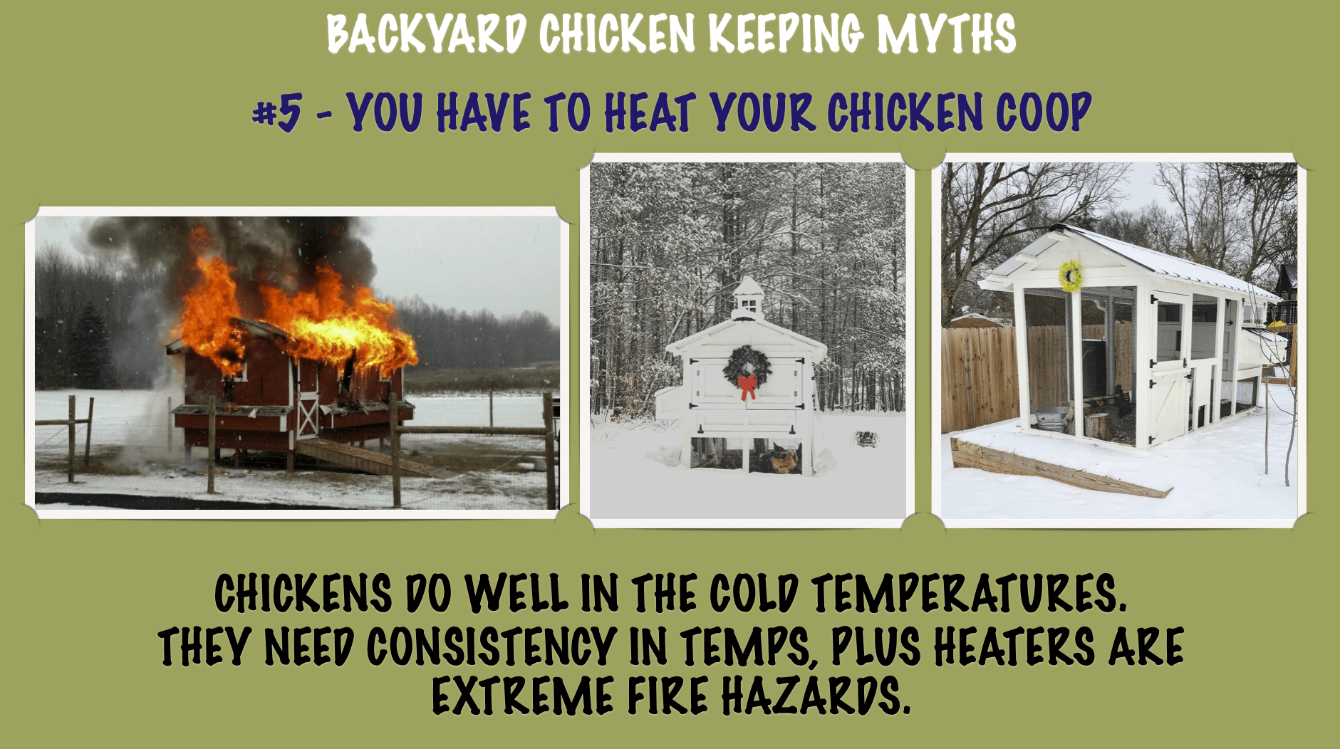 TOP 10 BACKYARD CHICKEN KEEPING MYTHS-#5