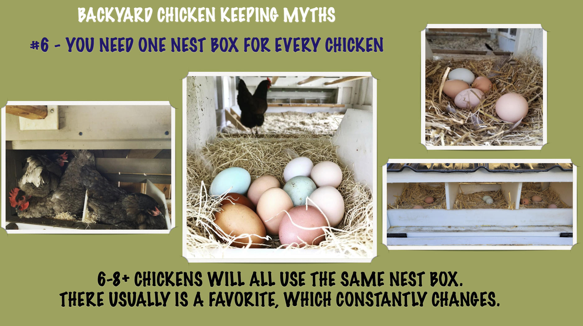 TOP 10 BACKYARD CHICKEN KEEPING MYTHS-#6