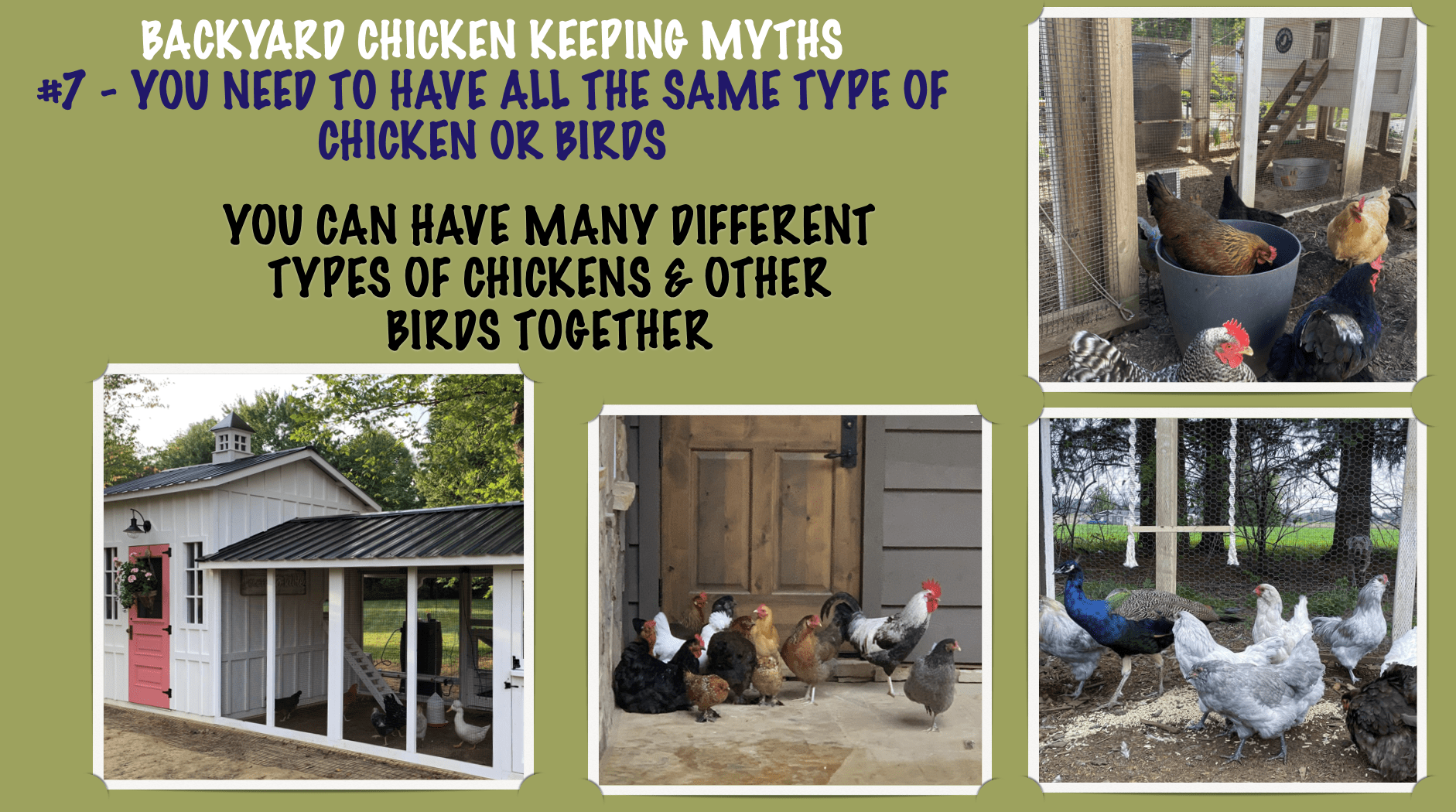 TOP 10 BACKYARD CHICKEN KEEPING MYTHS-#7