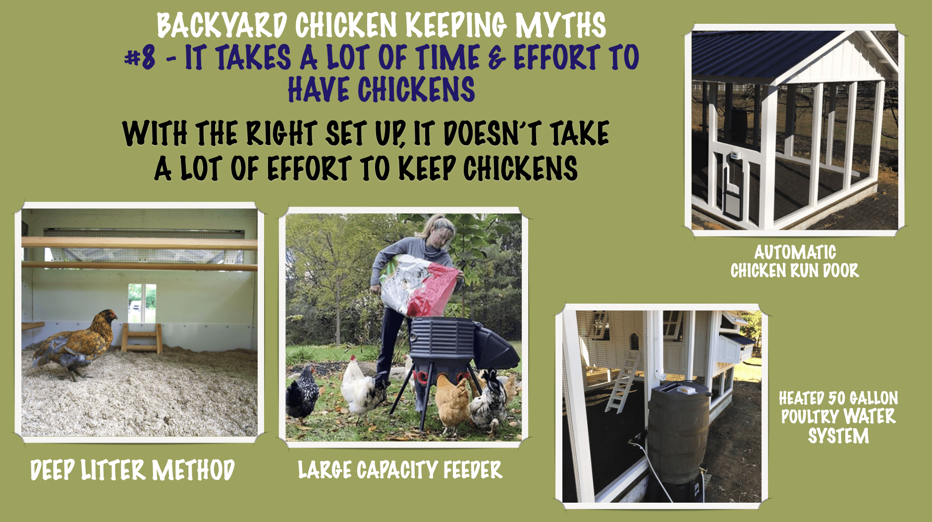 TOP 10 BACKYARD CHICKEN KEEPING MYTHS-#8