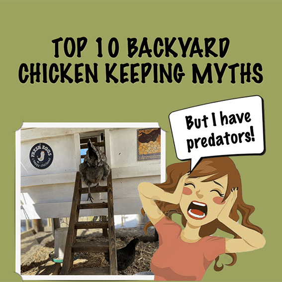 backyard chicken keeping myths top 10