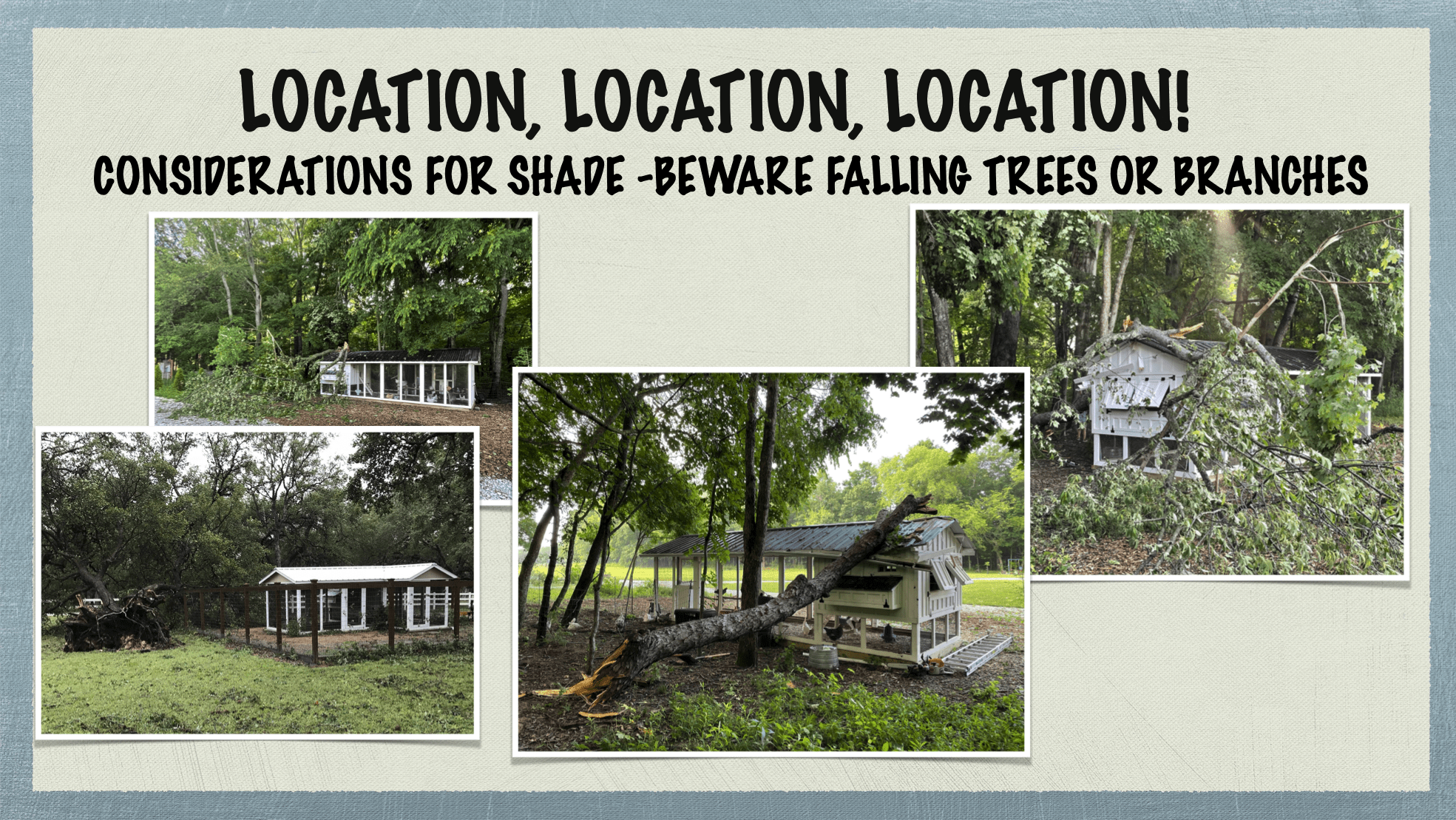 Carolina Coops - coop placement and site placement - in shade - beware of falling trees or branches