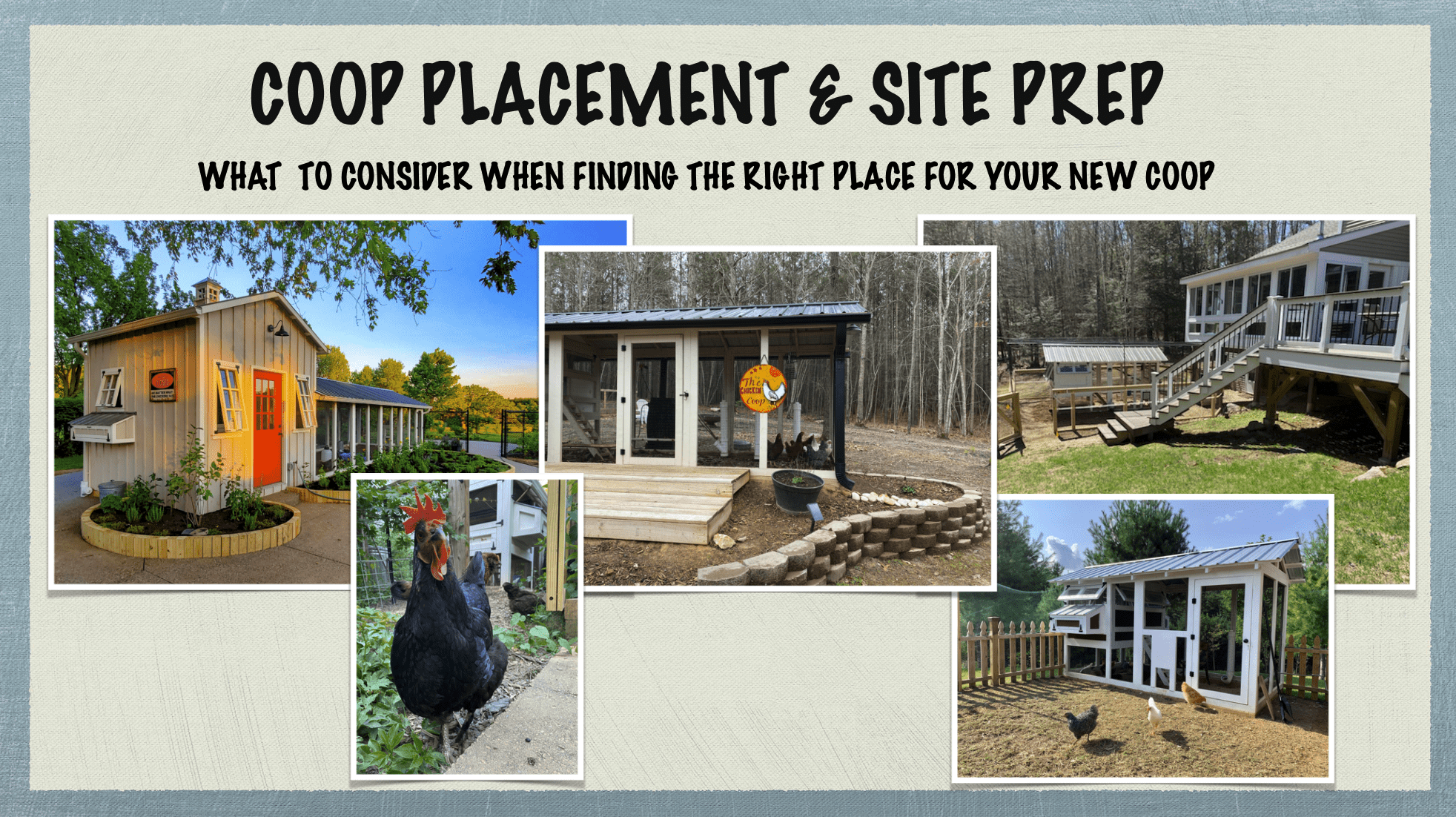 Carolina Coops - what to consider when finding the right place for your coop