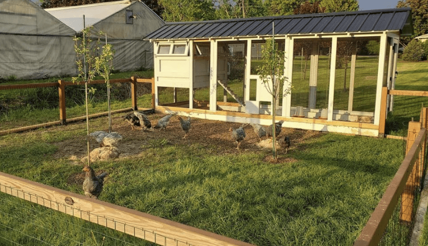 Check Out These State-of-the-Art Chicken Coops