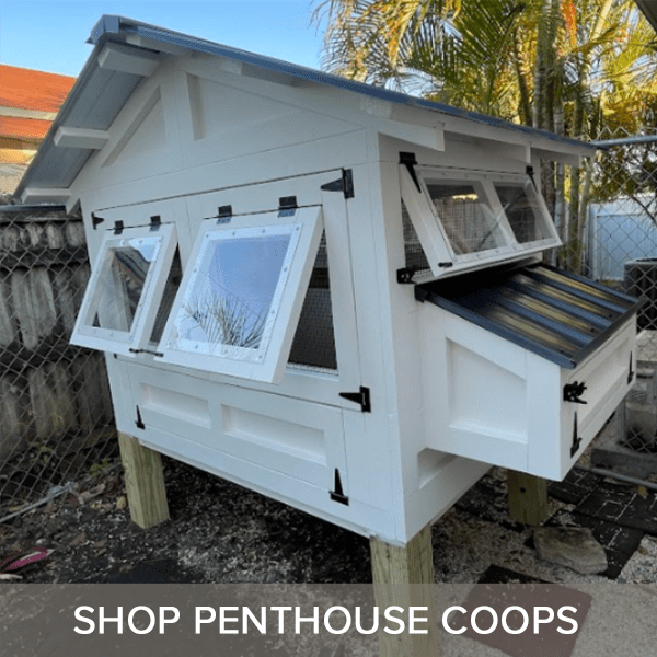 SHOP PENTHOUSE COOPS